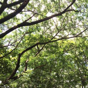 Branches