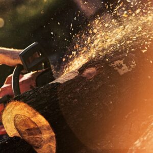 Chainsaw sawdust